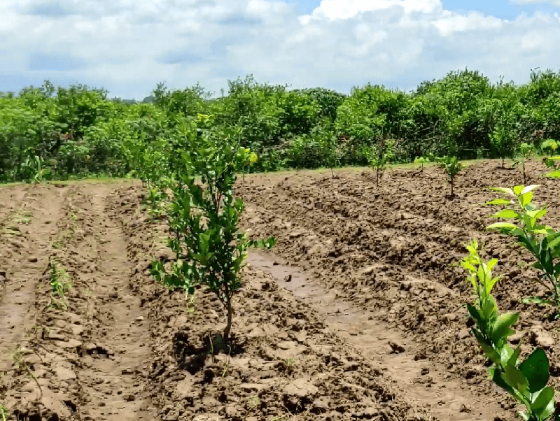 persiapan lahan budidaya (1)