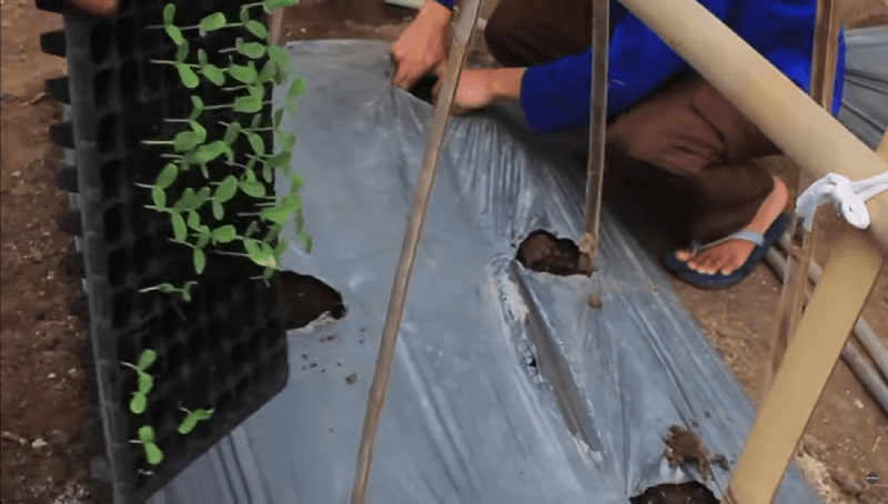 proses penanaman budidaya semangka (1)