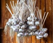 pupuk untuk bawang putih