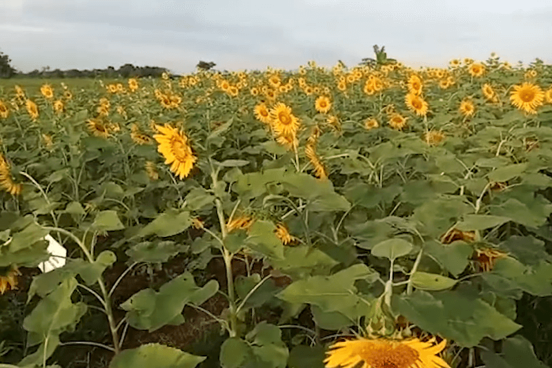 pupuk untuk bunga matahari (1)