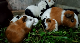 penyebab marmut mati mendadak