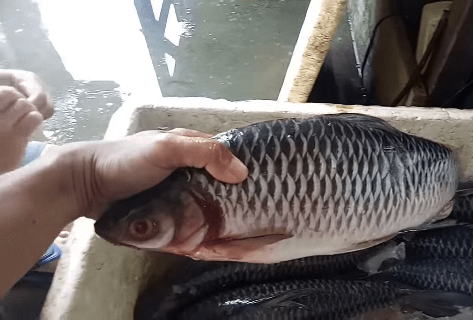 budidaya ikan jelawat (1)