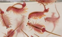 cara budidaya artemia