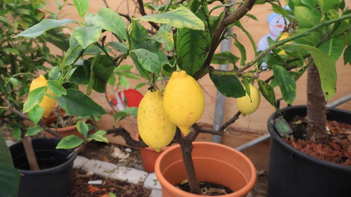 pupuk buah lemon terbaik