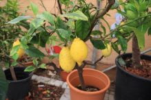 pupuk buah lemon terbaik
