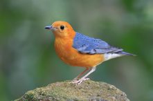 cara merawat burung anis merah