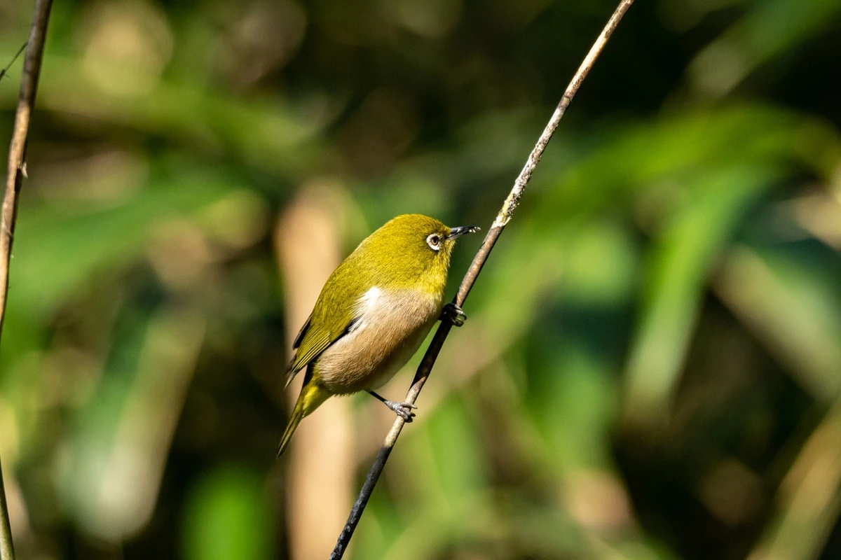 cara merawat burung pleci