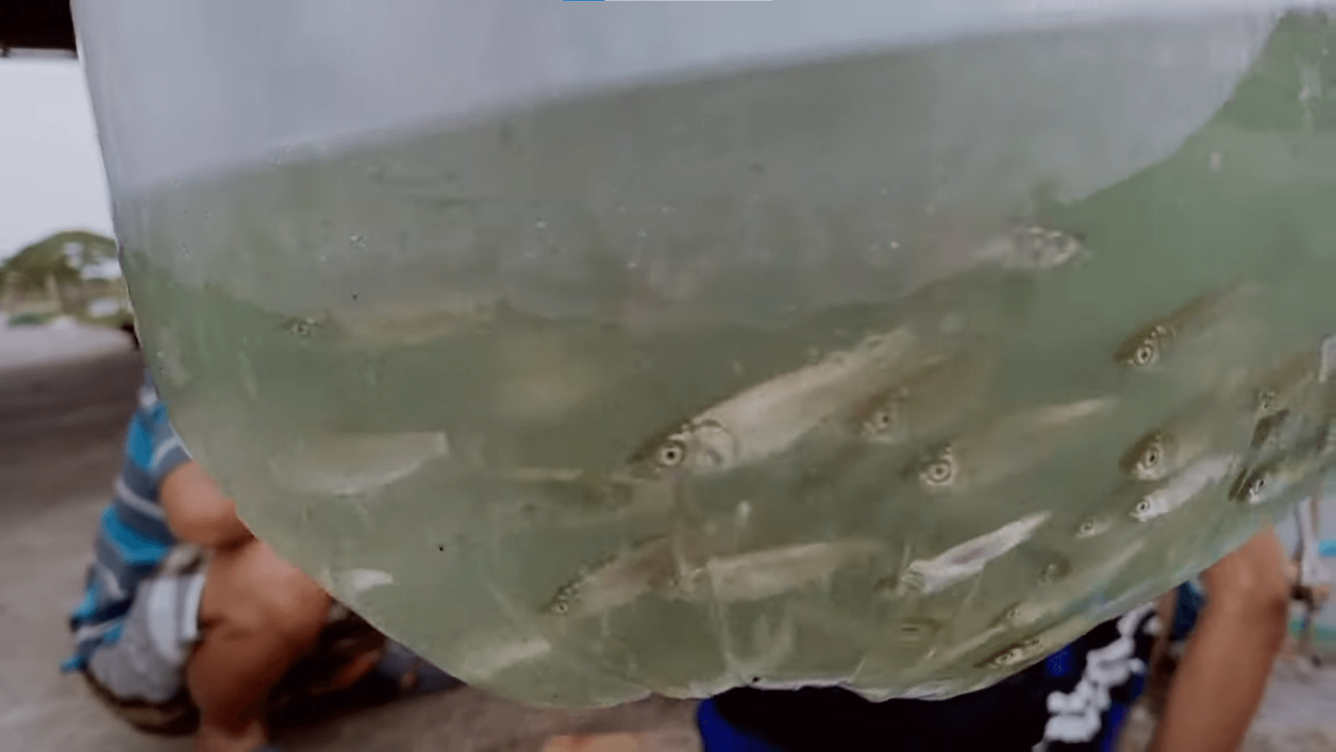 cara pembenihan ikan bandeng (1)