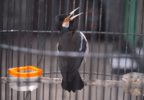 cara ternak jalak suren (1)