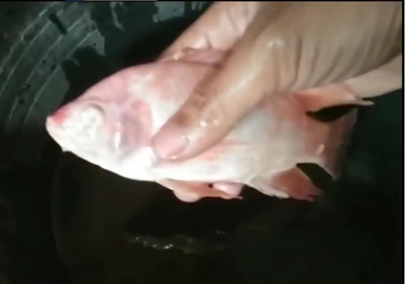 ciri ciri adanya infeksi jamur pada ikan (1)