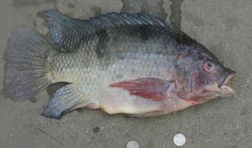 jamur pada ikan (1)