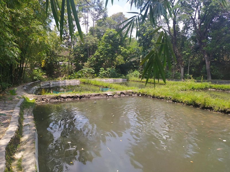 jenis kolam budidaya ikan bawal