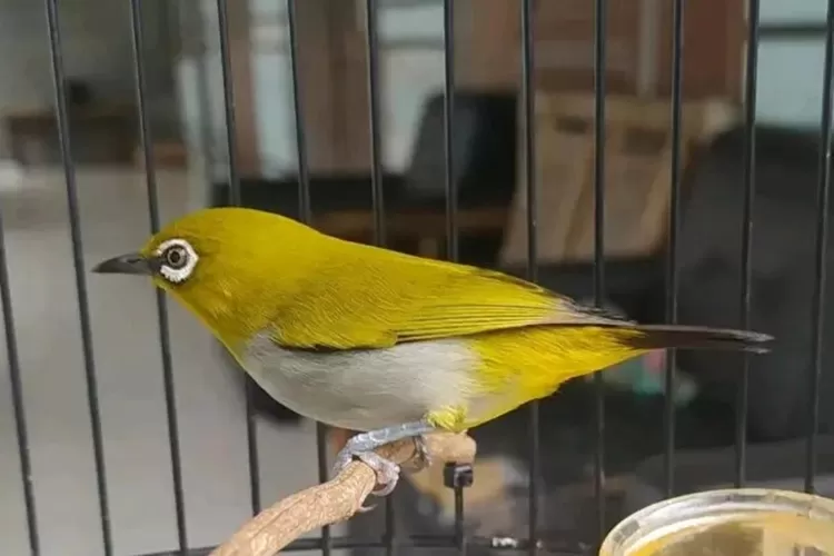 keuntungan menggunakan vitamin burung pleci