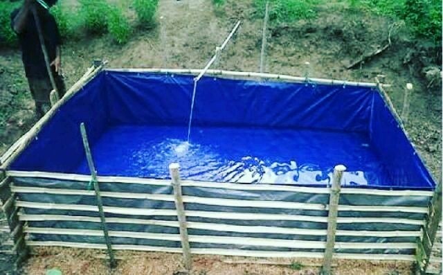kolam terpal budidaya ikan bawal