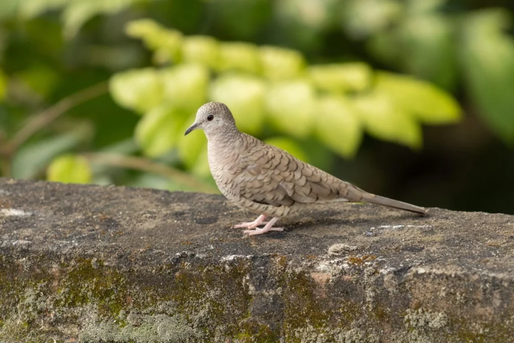 Makanan burung perkutut