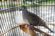 makanan burung perkutut