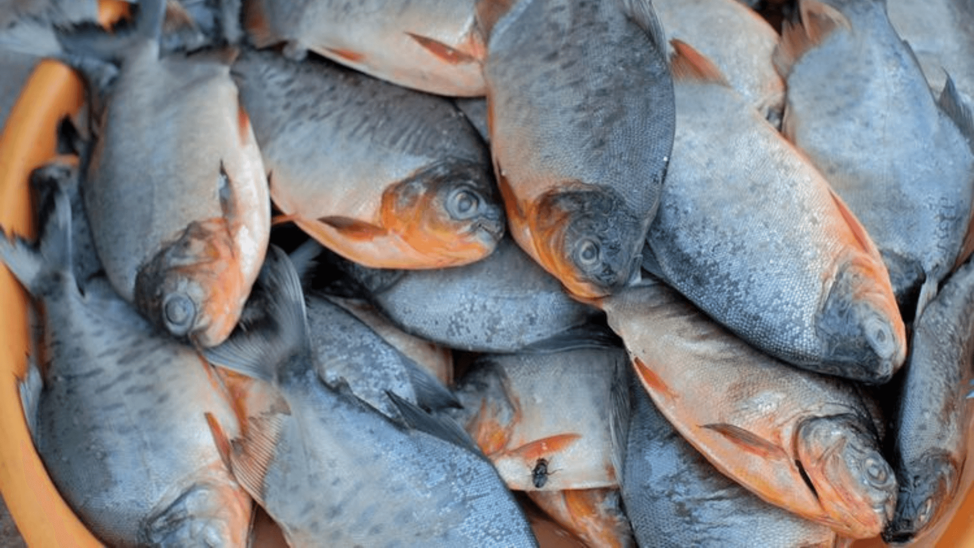 pakan ikan bawal (1)