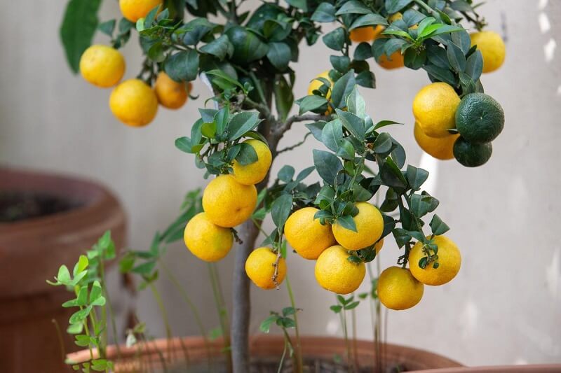 panen lemon dalam pot (1)
