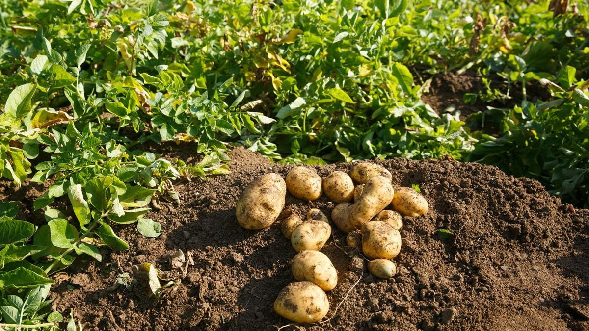 peluang usaha budidaya kentang