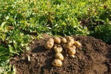 peluang usaha budidaya kentang