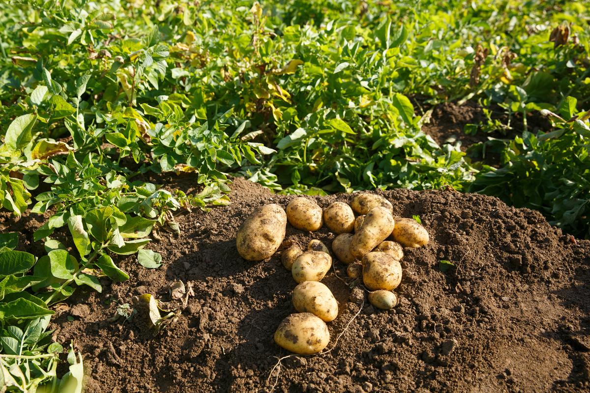 peluang usaha budidaya kentang