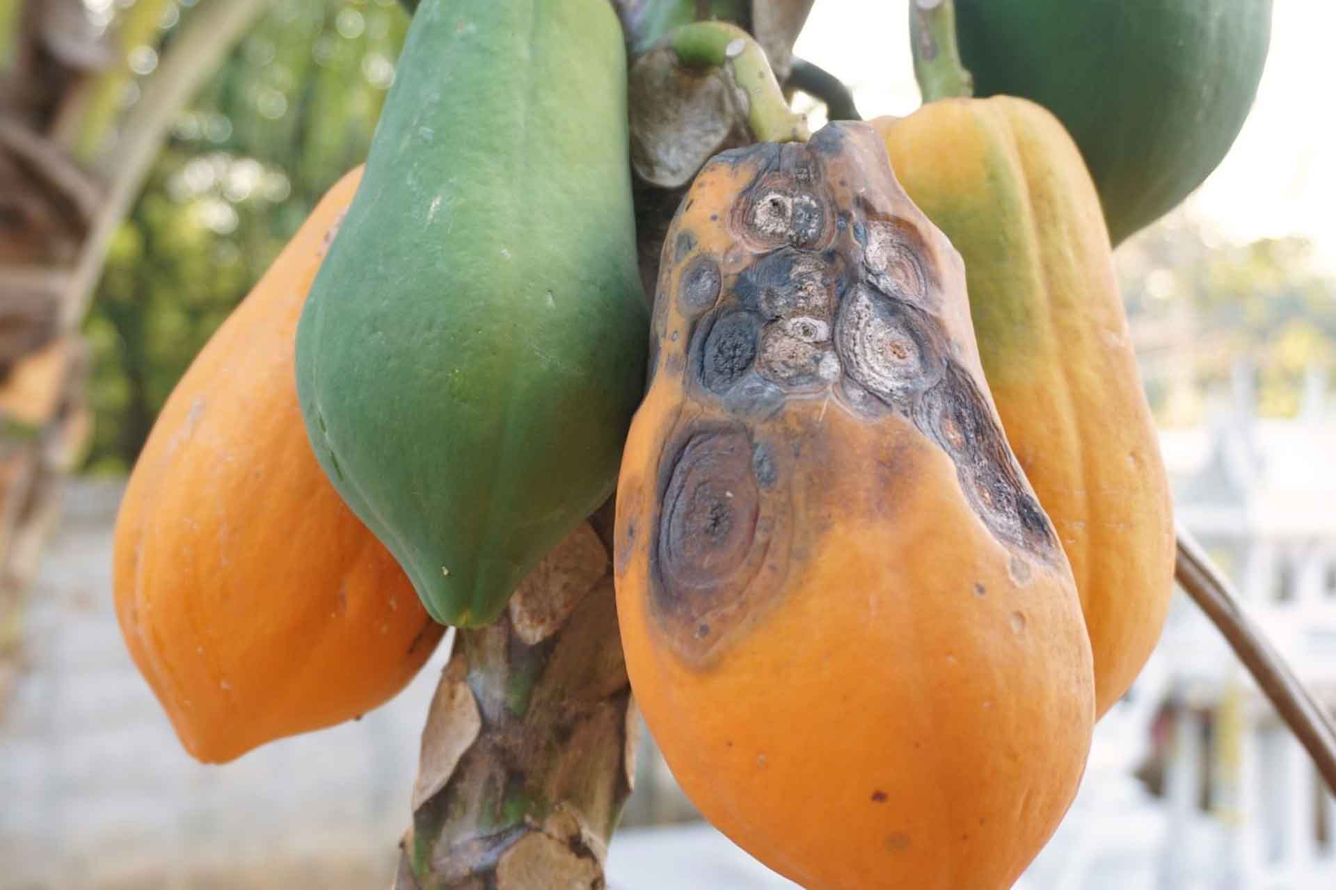 penyakit antraknosa pada pepaya ciri (1)