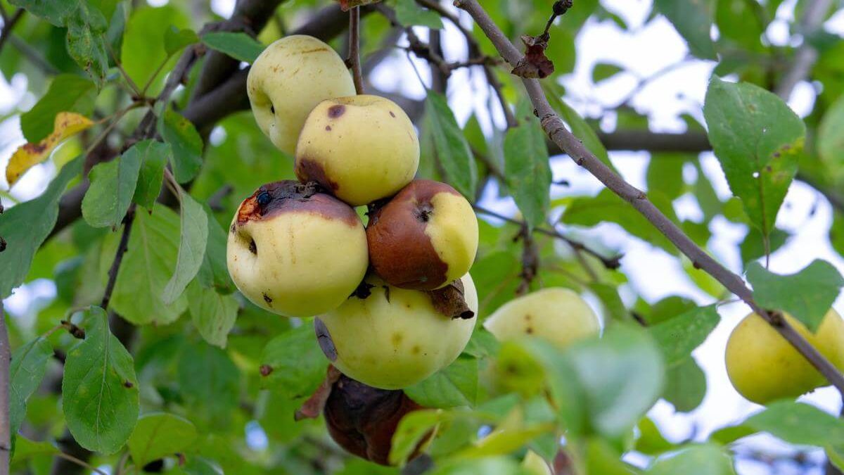 penyakit busuk buah apel (1)