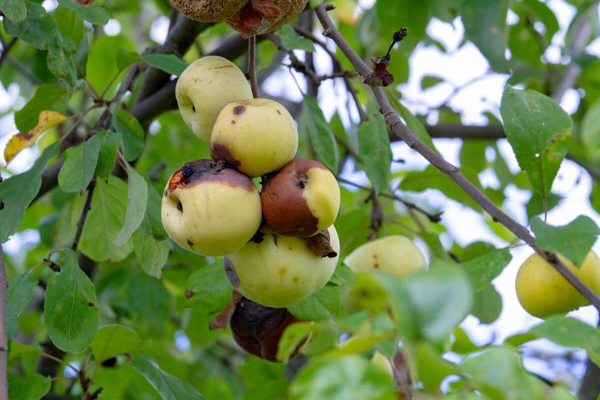 Penyakit Busuk Buah Apel Penyebab Gejala Dan Pencegahan