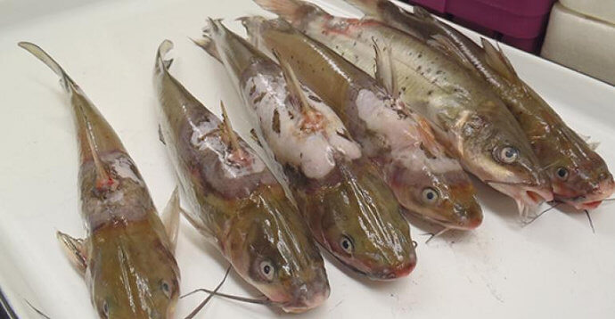 penyakit ikan karena jamur (1)