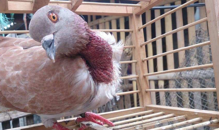 penyakit tetelo pada burung perkutut w