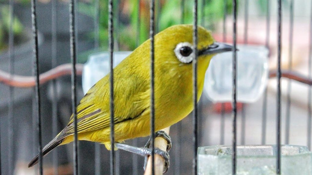 vitamin untuk burung pleci