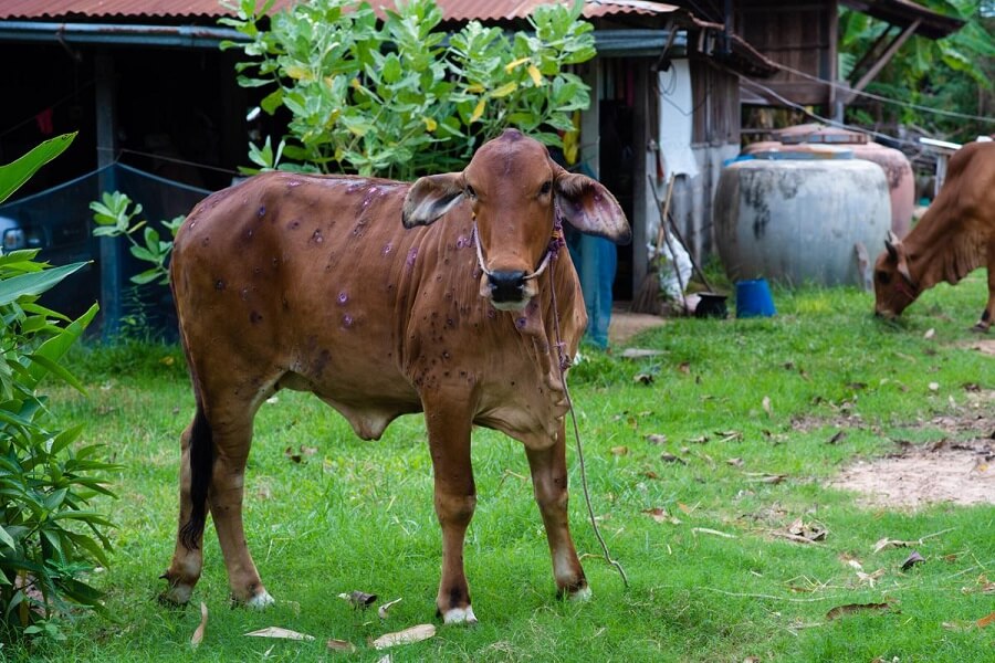 Penyakit LSD Pada Sapi, Begini Cara Penanggulangan Yang Tepat