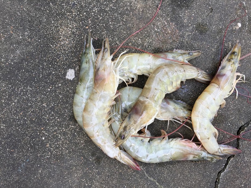 gejala penyakit kepala hitam udang vaname