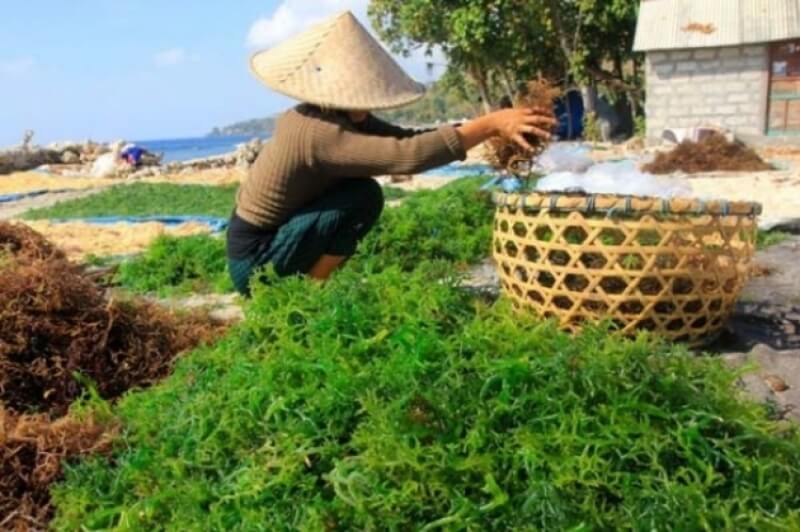panen dan pascapanen budidaya rumput laut di tambak (1)