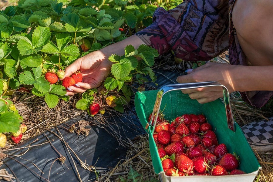 panen strawberry menanam di dataran rendah (1)