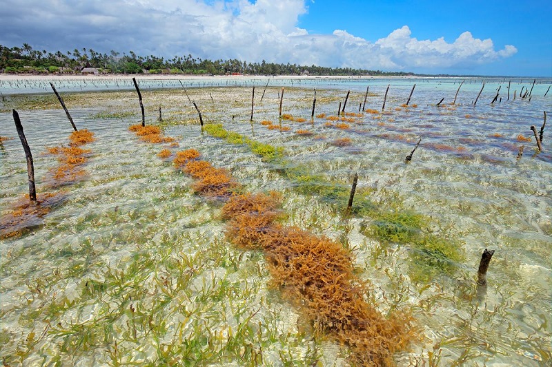peluang usaha budidaya rumput laut