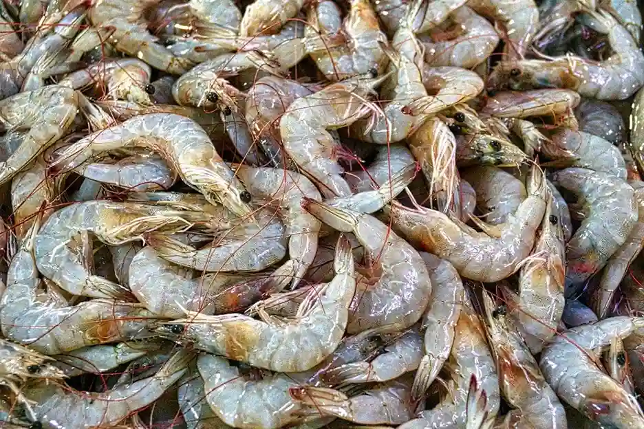 penyakit insang hitam udang vaname