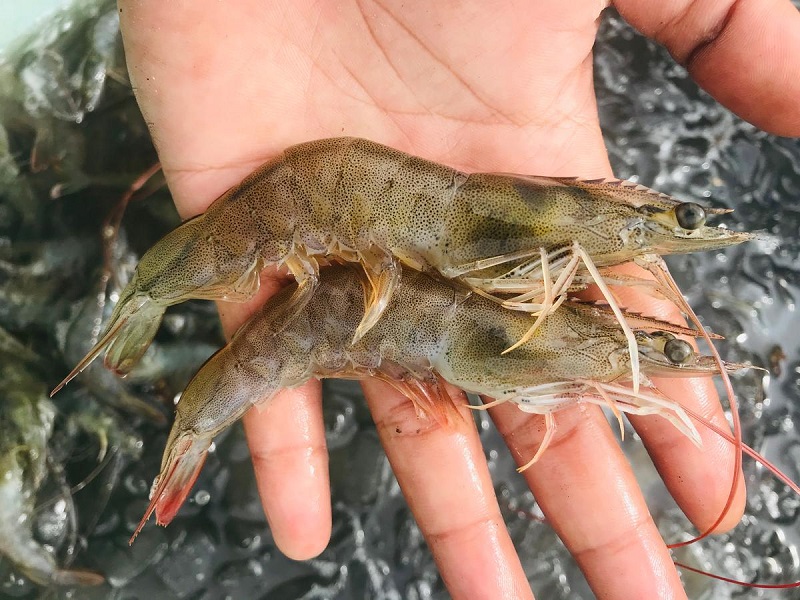 penyakit kepala hitam udang vaname