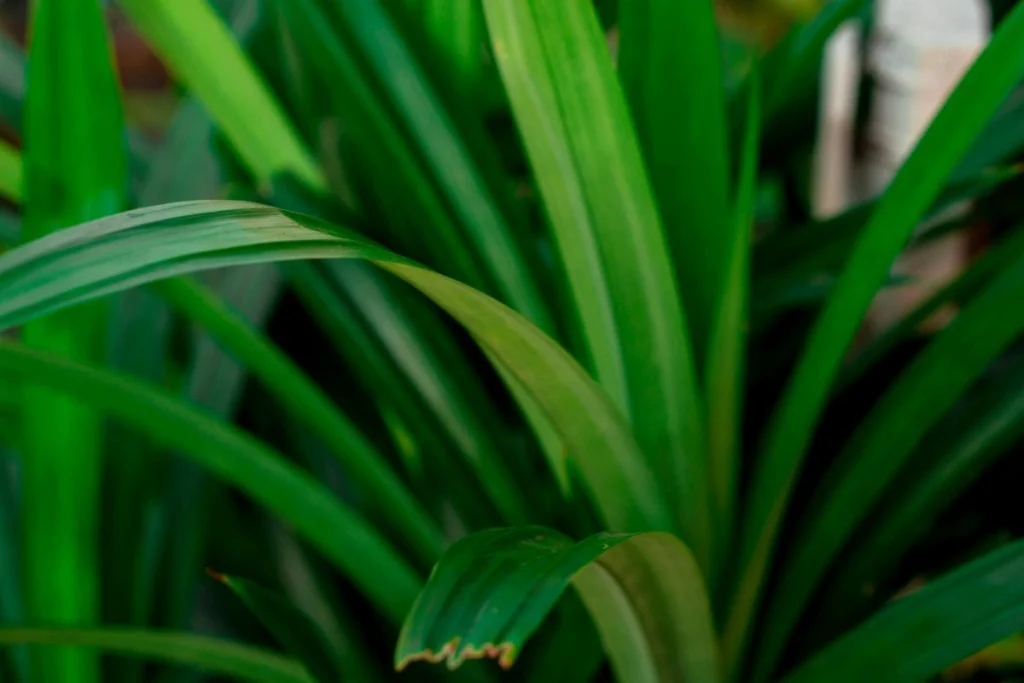 cara menanam daun pandan
