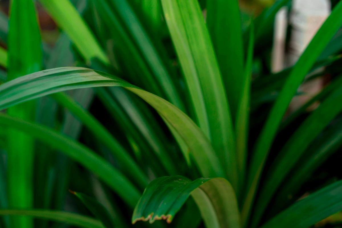 cara menanam daun pandan