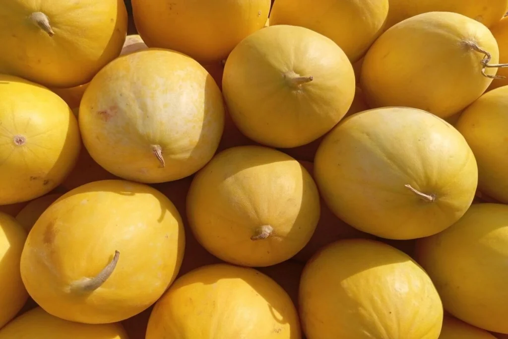 cara menanam timun suri