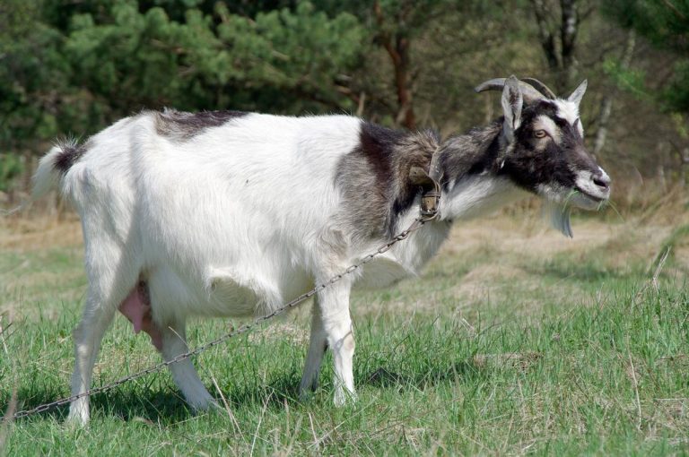 Cara Mengawinkan Kambing Agar Cepat Hamil Dan Perawatannya