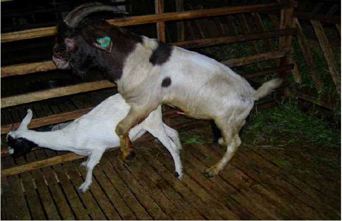 cara mengawinkan kambing agar cepat hamil