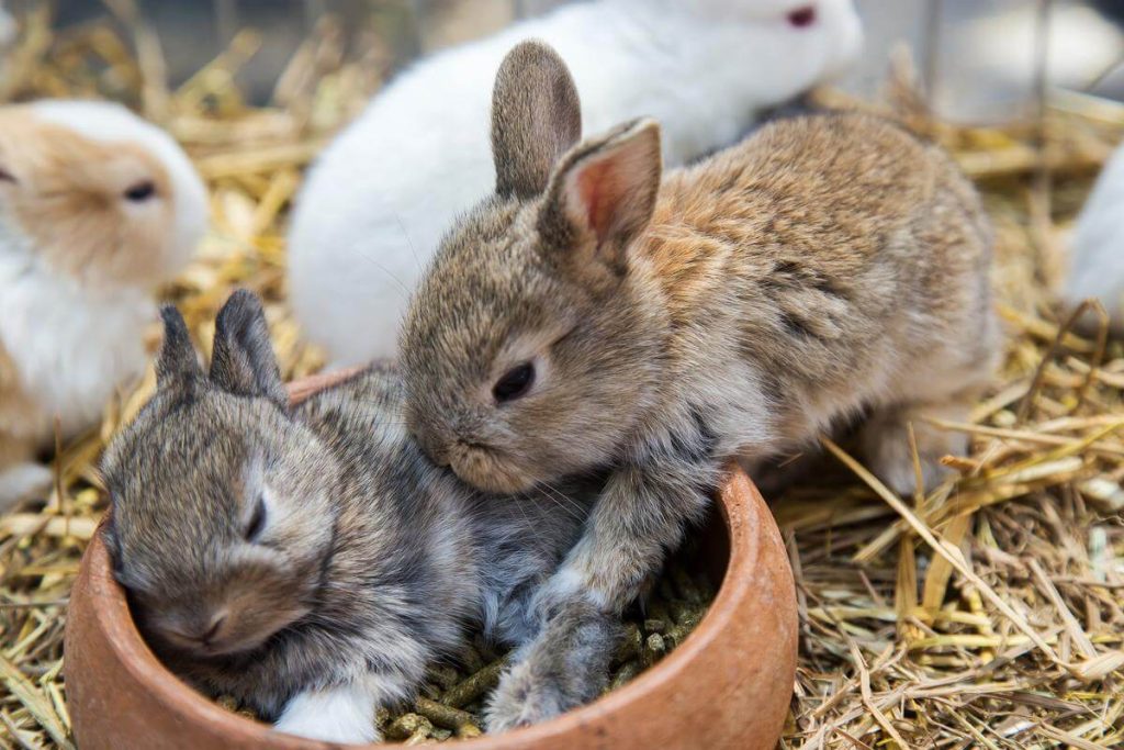 cara mengawinkan kelinci agar cepat hamil (1)