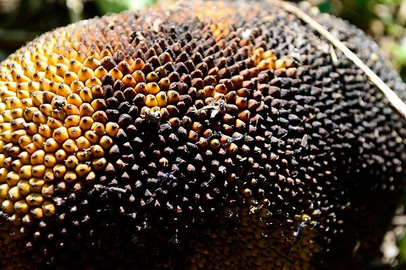ciri ciri busuk buah hitam penyakit pada nangka