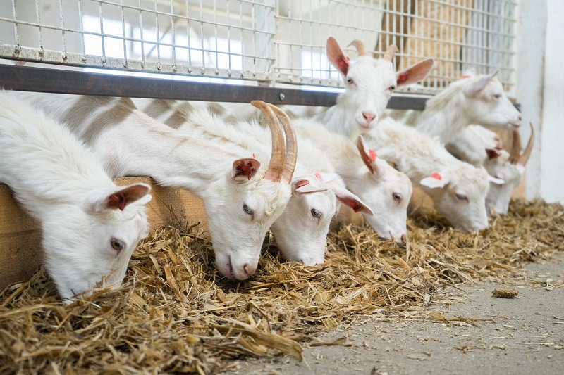 ciri indukan kambing mengawinkan yang berkualitas