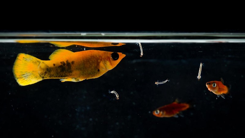 frekuensi dan manajemen pakan ikan molly