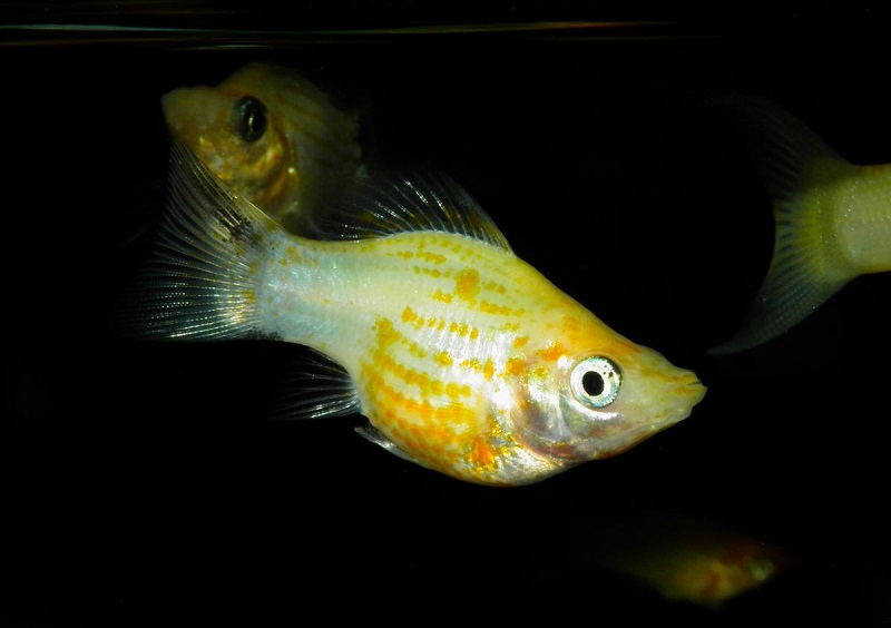kebutuhan nutrisi ikan molly