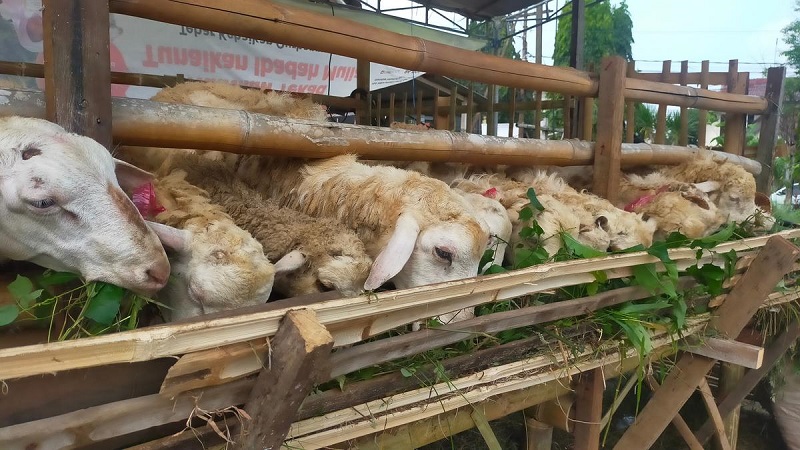 pakan indukan kambing agar cepat hamil