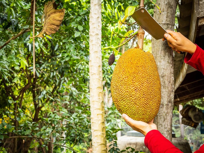panen dan pascapanen buah nangka